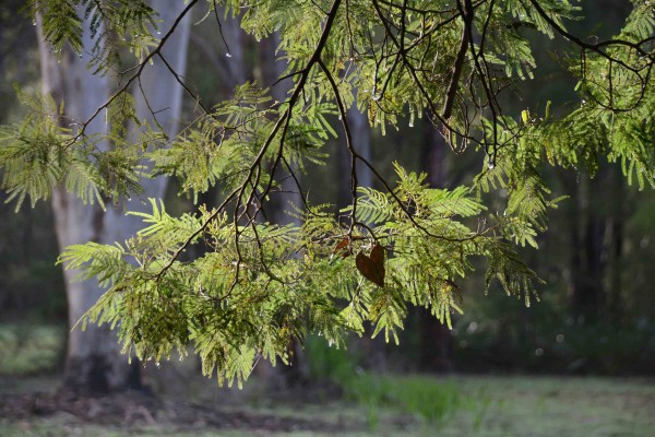 Heart in a Tree