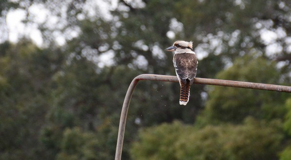 Kookaburra at Gnomesville