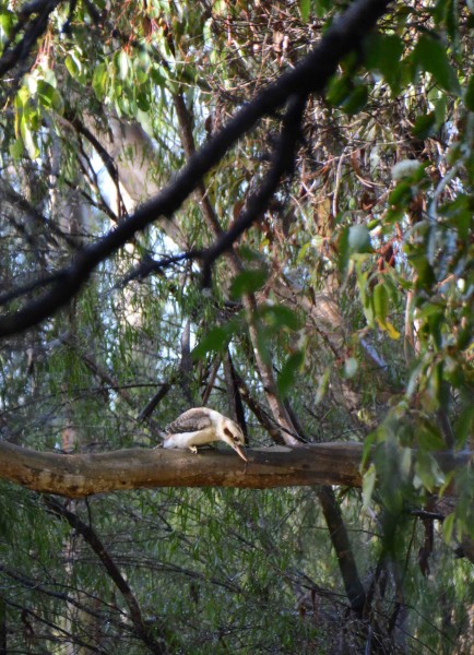 Kookaburra Seeking Breakfast