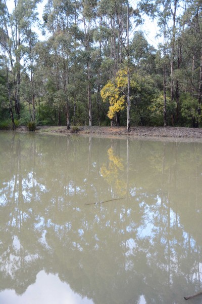 Karri Valley Hideaway Cottages Dam