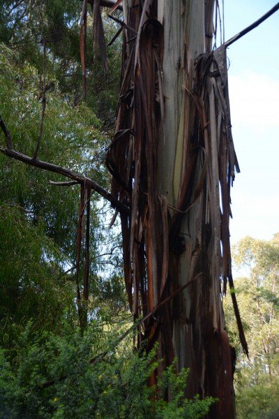 Shredded Bark Tree - I Love These