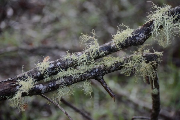 Beautiful Lacy Moss