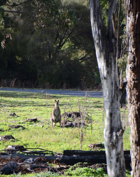 Karri Valley Hideaway Cottages Neighbours