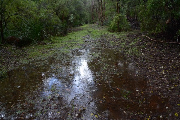 More Puddle Than Path