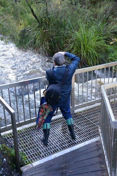 Beedelup Falls Solid Bridge