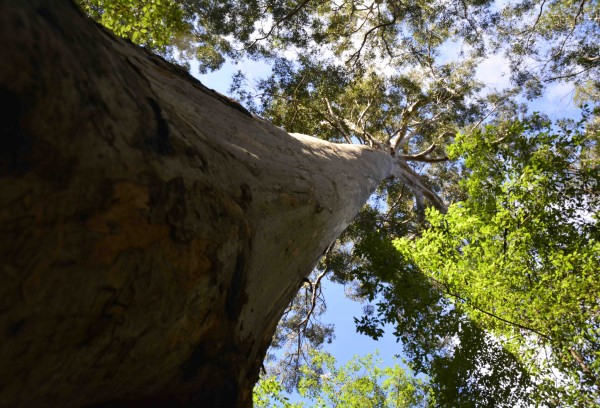 Beedelup Falls 'Walk-through Tree'