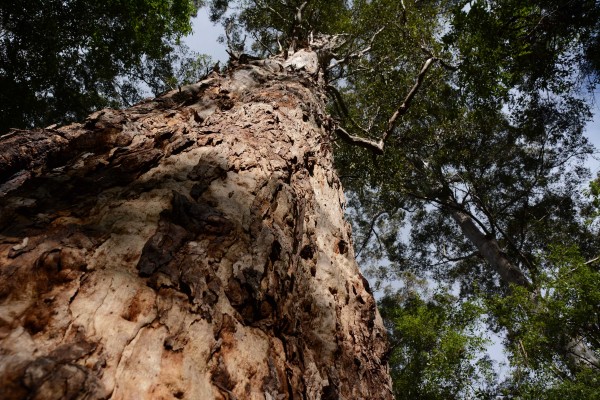 Beedelup Falls 'Walk-through Tree'