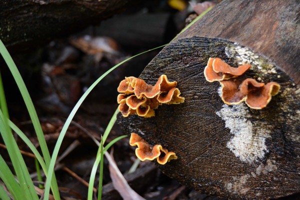 Frilly Fungus Beedelup Falls