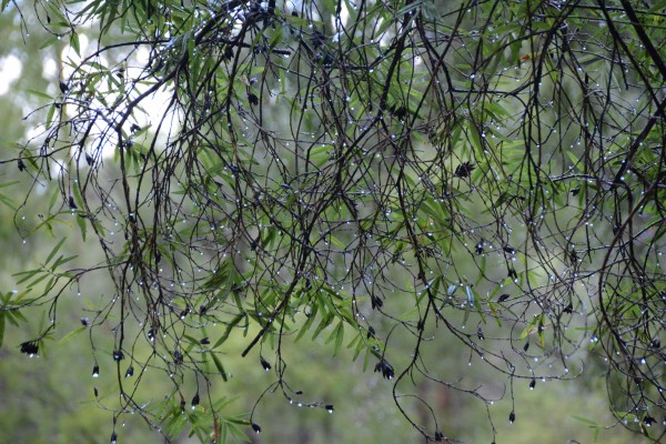 Sparkling Raindrops in the Sun