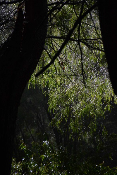 Sparkling Raindrops in the Sun