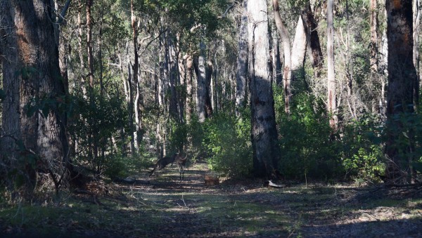 Roos Scattering Across the Track