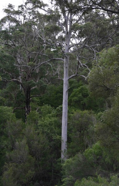 Karri and Red Gum