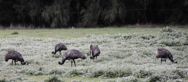 Emus at Karri Valley Resort