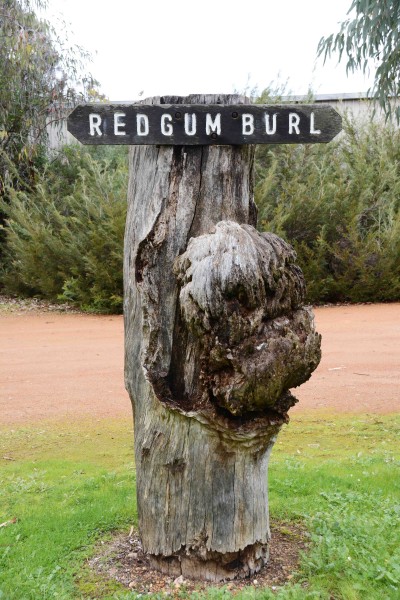 Redgum Burl