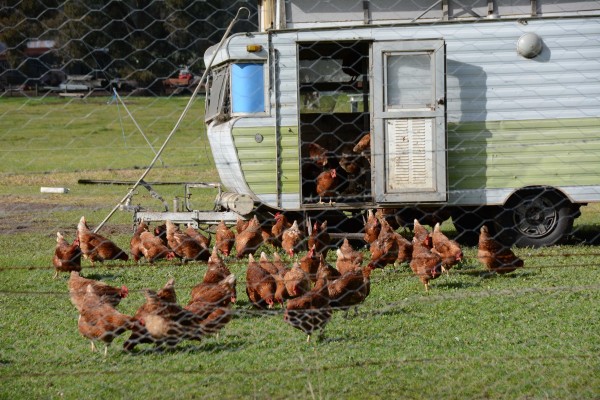 Awesome Chicken Coop