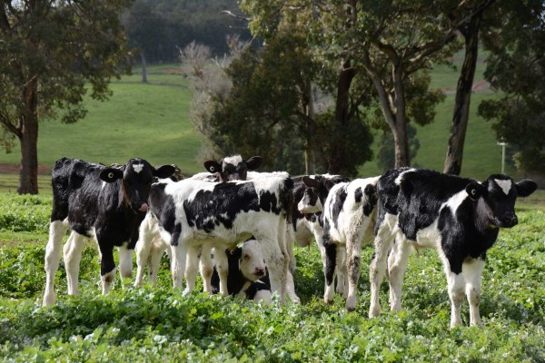 Beautiful Freesian Calves in Mullalyup