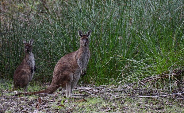 Roos by the Dam