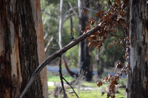 Blue Wren Between Trees