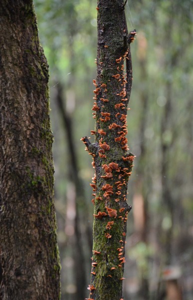 Gorgeous Fungi