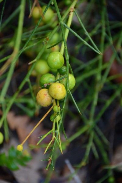 Snottygobble Berries