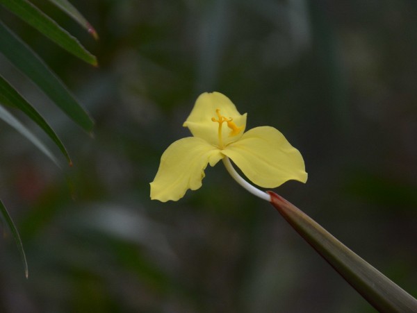 Yellow Orchid