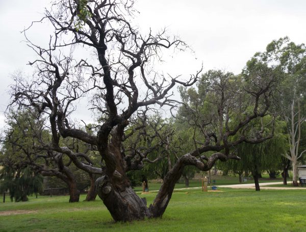 Gorgeous Wiggly Tree