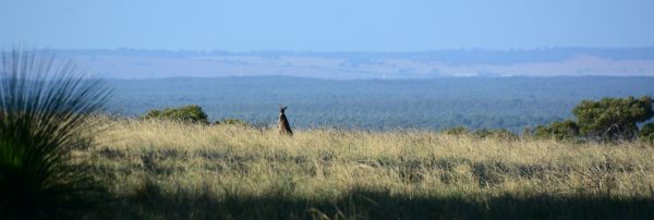 Kangaroo Admiring the View