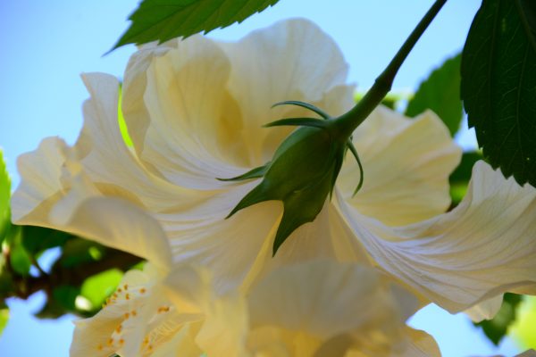 Cream Hibiscus at Woodridge