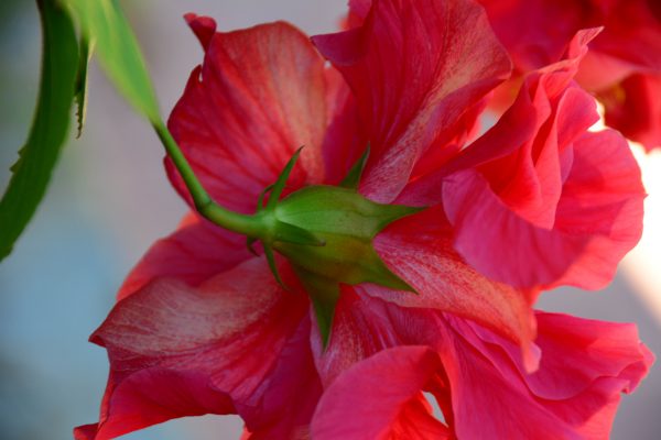 Red Hibiscus at Woodridge