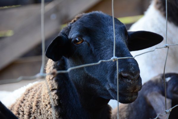 Black-Faced Sheep