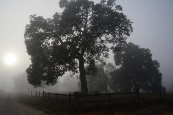 Heavy Mist around the Trees