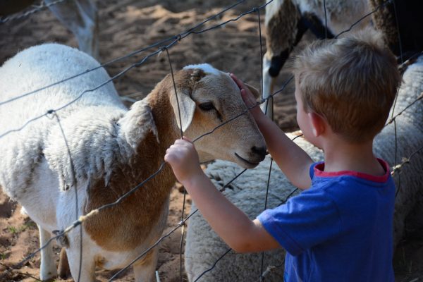 Heart-Warming Sheep