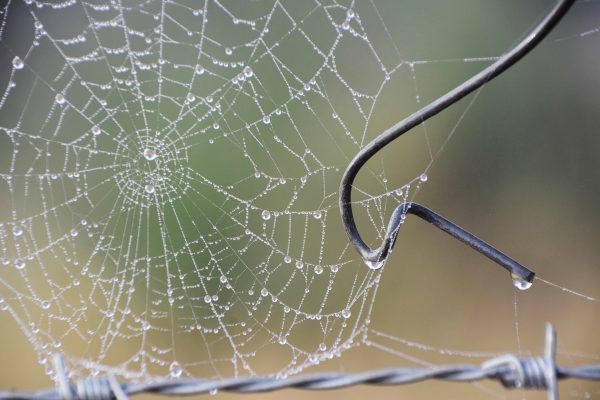 Dewy Spider's Web