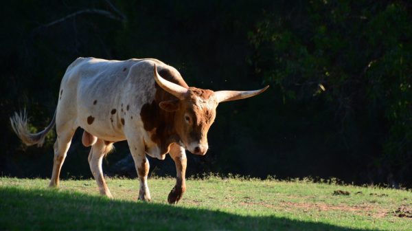 Long-Horn Bull