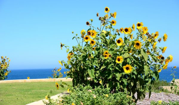 Lovely Sunflowers at Seabird