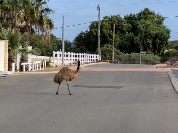 Emu in Main Street Denham