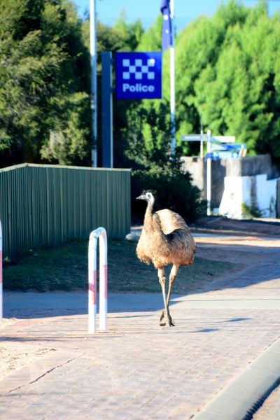 Mr Emu at the Police Station