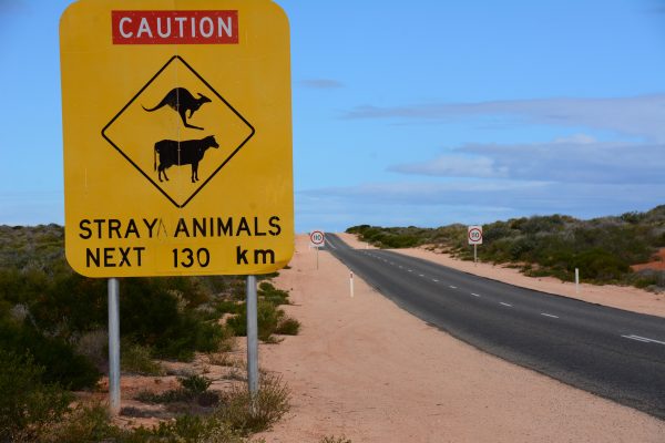 Animal Warning 130 Kms