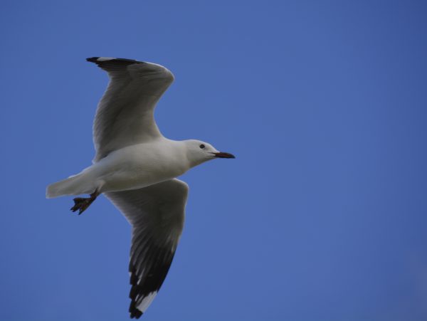 David's Port Denison Seagull