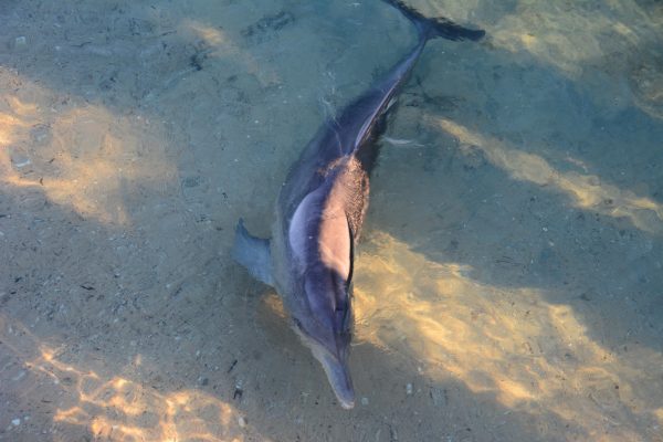 Dolphin - So Close at Monkey Mia