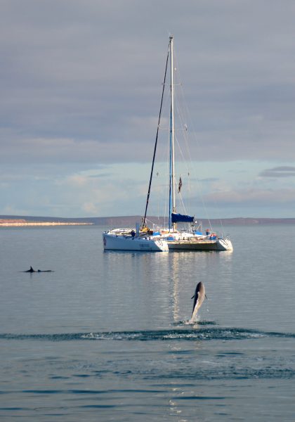 Leaping Dolphin