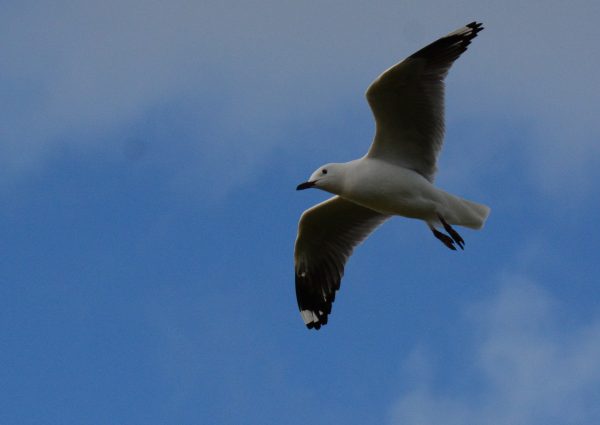 Port Denison Seagull