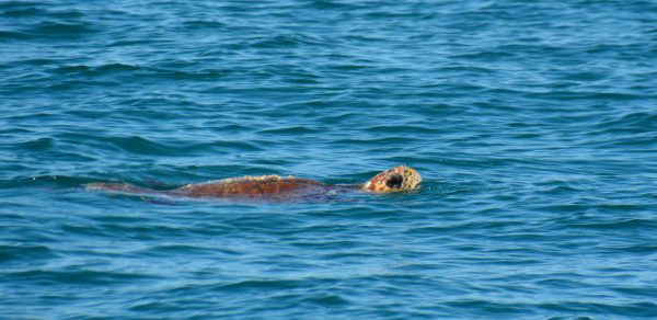 Loggerhead Turtle