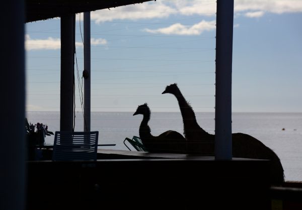 Cheeky Emus Looking in Restaurant Window at Monkey Mia